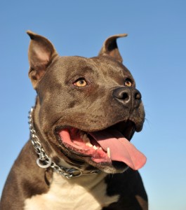 bigstock-American-Staffordshireterrier-6632117