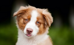 cute funny puppy Australian Shepherd