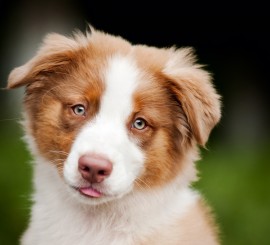 cute funny puppy Australian Shepherd