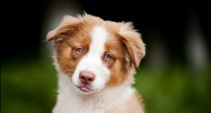 cute funny puppy Australian Shepherd