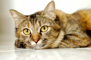 cat light brown and cream looking with pleading stare. portrait