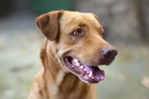 Beautiful homeless mongrel dog