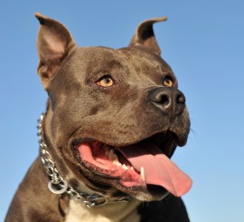 bigstock-American-Staffordshireterrier-6632117