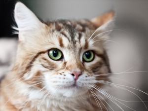 bigstock-Cat-Animal-31269347