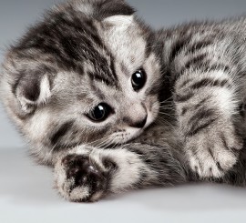 bigstock-Kitten-29358236