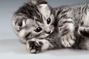 bigstock-Kitten-29358236