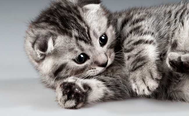 bigstock-Kitten-29358236