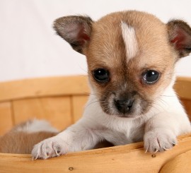 bigstock-Pop-up-Puppy-202694