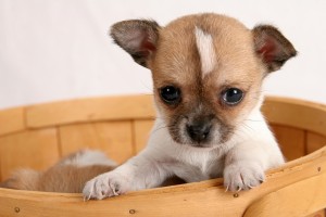 bigstock-Pop-up-Puppy-202694