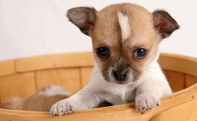 bigstock-Pop-up-Puppy-202694