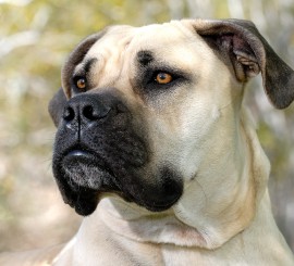 bigstock_Dog_1569651