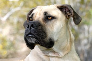 bigstock_Dog_1569651